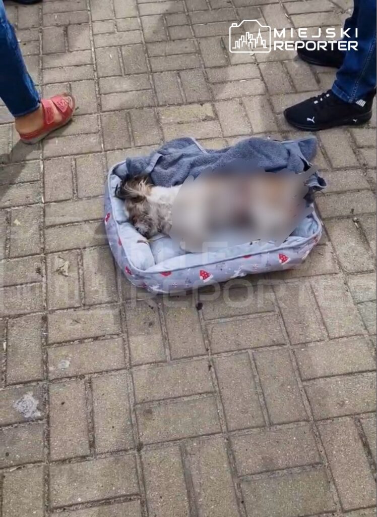 Na chodniku leży mały pies w szarej poduszce, przykryty ręcznikiem, wokół stoją ludzie w codziennych ubraniach.