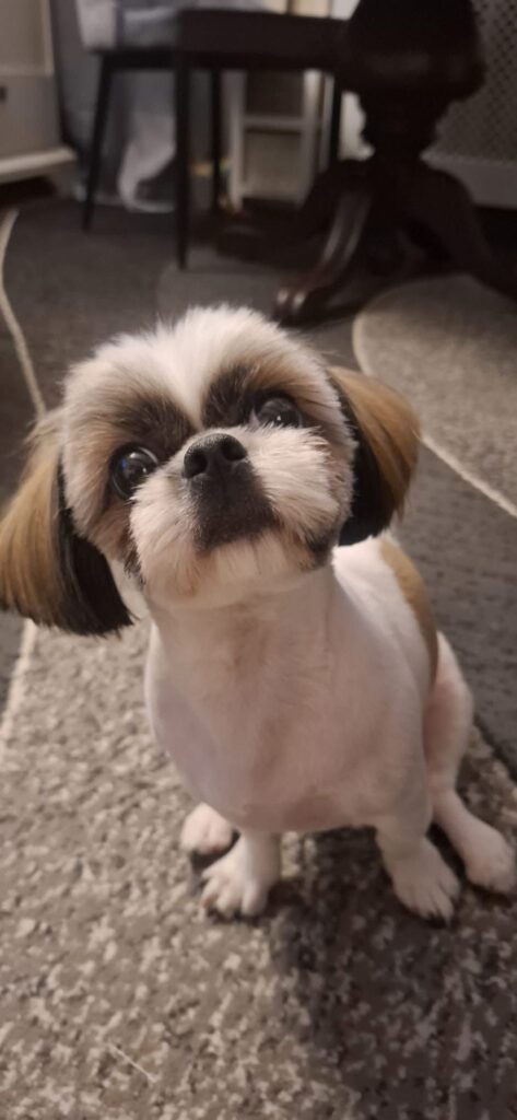 Mały pies rasy Shih Tzu siedzi na szarej wykładzinie, patrząc z ciekawością w stronę aparatu.