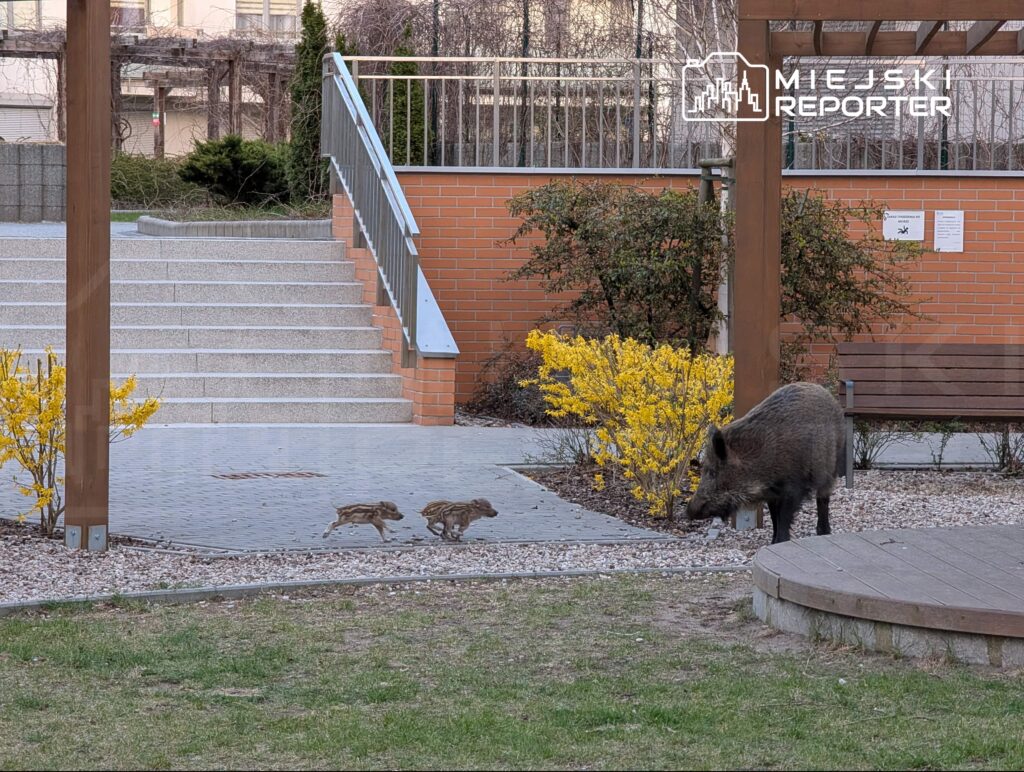 Dwa dziki młode wędrują wzdłuż ścieżki w miejskim parku, obok żółtych krzewów i drewnianej ławki.