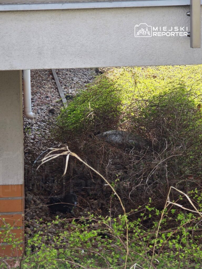 Czarny kot siedzący wśród gęstych krzewów pod budynkiem, otoczony kamieniami i zielonymi liśćmi.