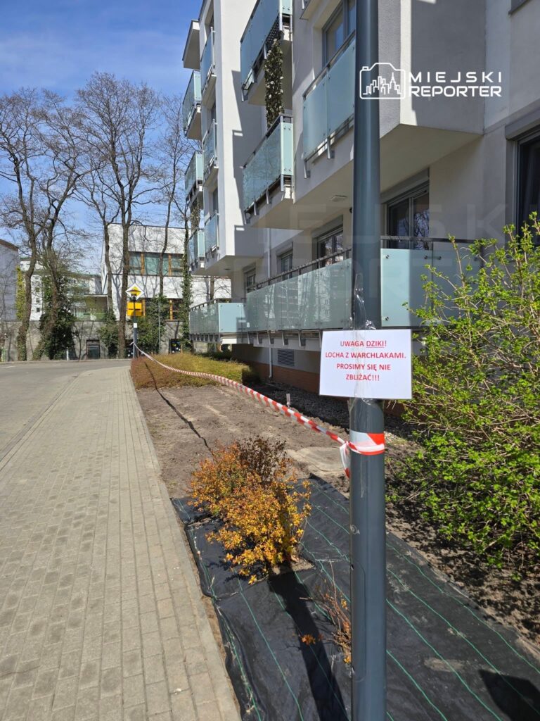 Na słupie ogłoszeniowym zawieszony jest biały transparent z napisem: "UWAGA DZIKI! LOCHA Z WARCHLAKAMI. PROSIMY SIĘ NIE ZBLIŻAĆ!!!". W tle nowoczesny budynek mieszkalny z balkonami oraz pusta przestrzeń z nasadzeniami.