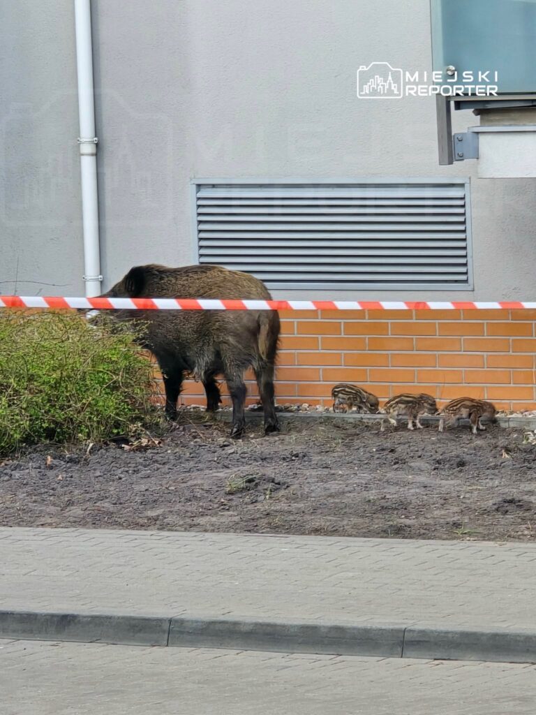 Dzik z młodymi przeszukuje teren zielony obok budynku, oddzielony czerwoną taśmą ostrzegawczą.