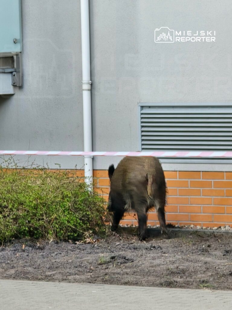 Dzik przeszukujący ziemię w pobliżu ściany budynku, otoczony przez zielone krzewy i taśmę ostrzegawczą.