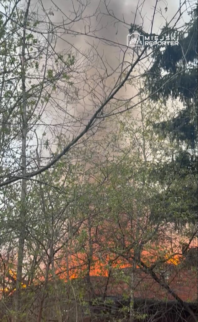 Dym wydobywający się z pożaru w tle, widoczny przez gałęzie drzew, z pomarańczowym niebem nad horyzontem.