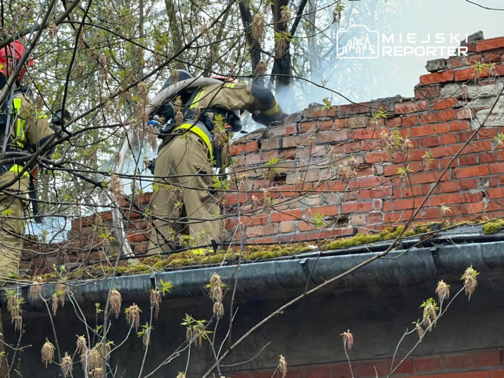 Strażacy z węży gaśniczych gaszą pożar na dachu budynku pokrytego mchem, otoczeni przez drzewa i gałęzie.