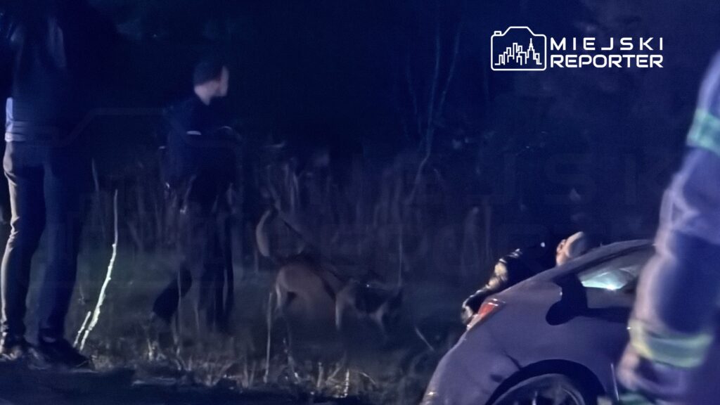 Grupa funkcjonariuszy w ciemnym otoczeniu prowadzi poszukiwania z psem policyjnym obok samochodu.