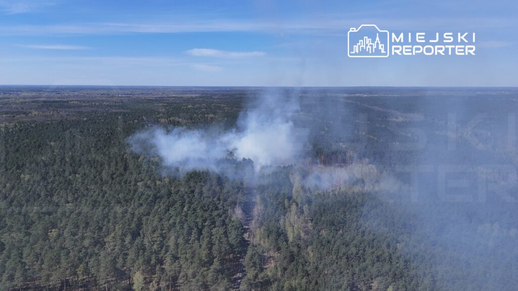 W lesie sosnowym unosi się dym, wskazując na pożar wśród drzew, w tle błękitne niebo.