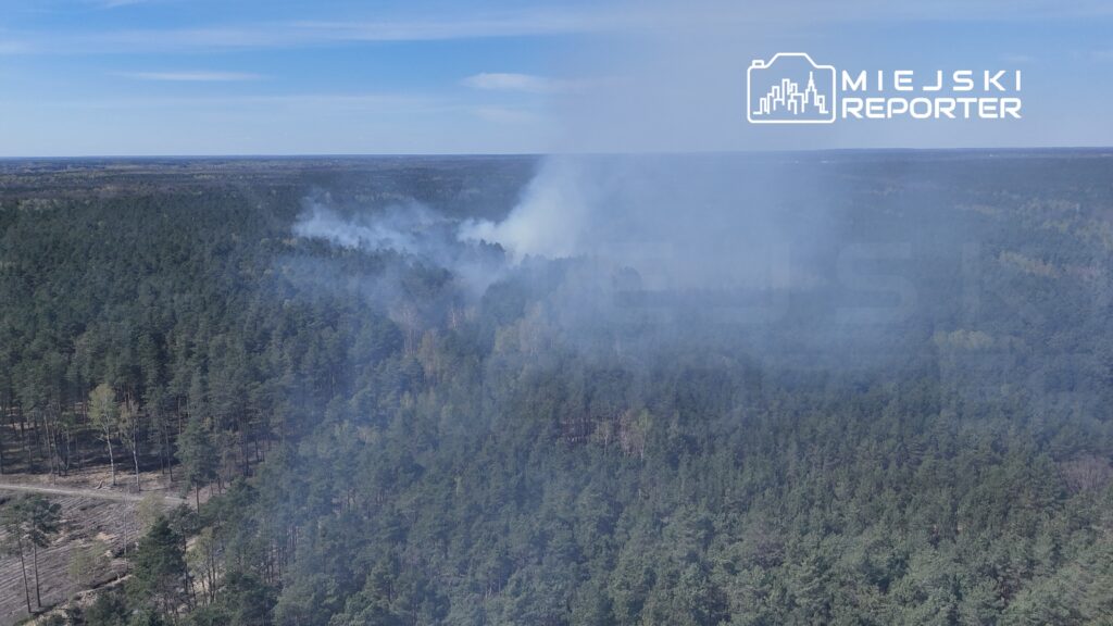 Dym unoszący się nad gęstym lasem sosnowym w słoneczny dzień, w tle widoczne niebo bez chmur.