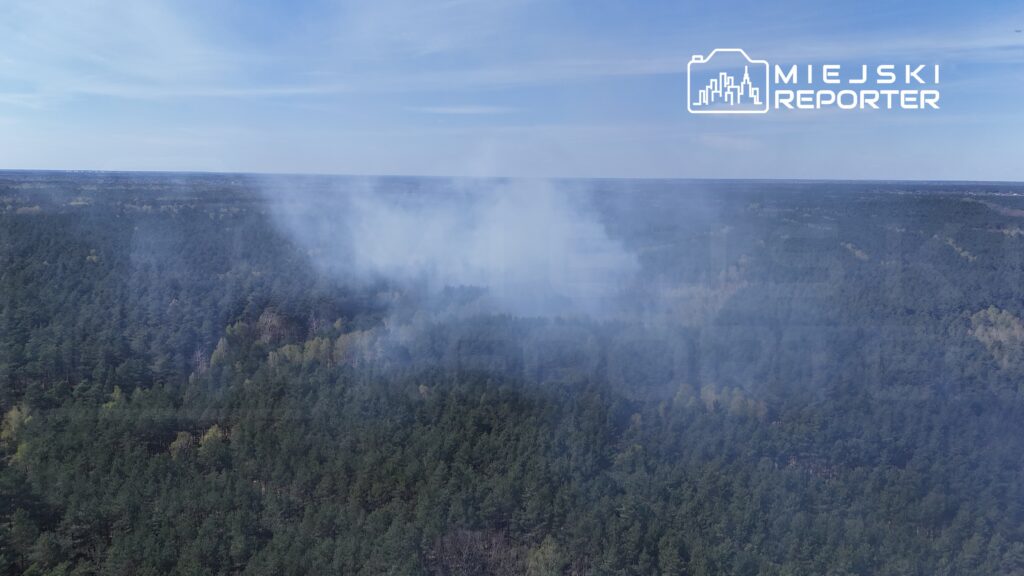 Dym unoszący się nad gęstym lasem sosnowym w słoneczny dzień.