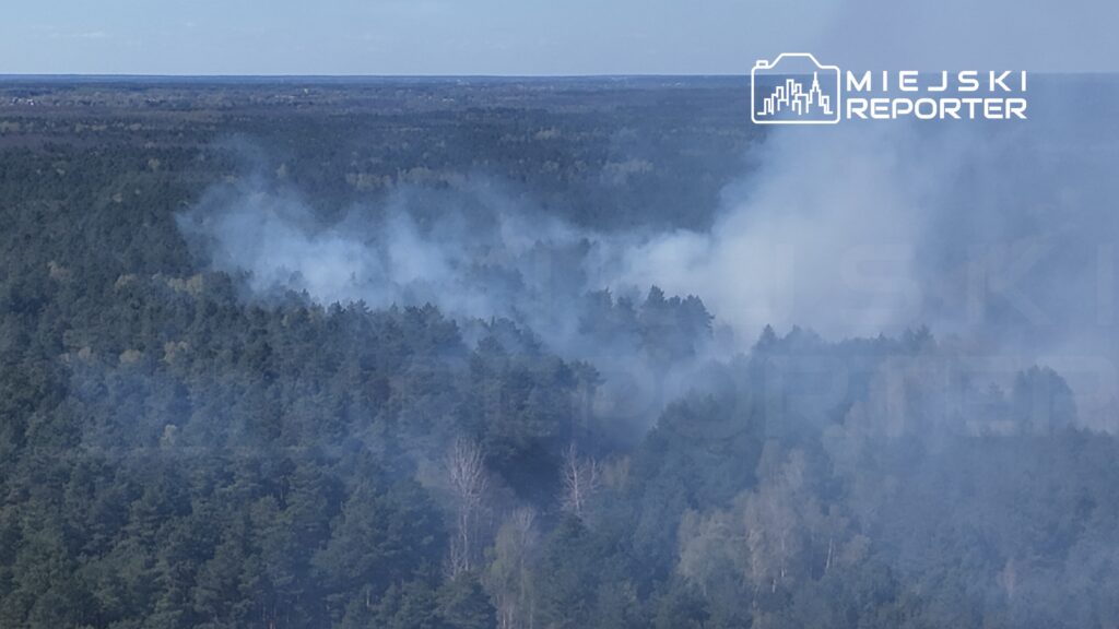 Dym unoszący się nad gęstym lasem sosnowym w słoneczny dzień.