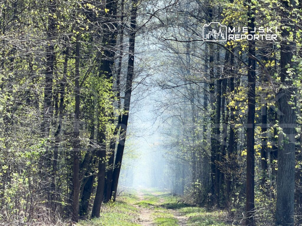 Ścieżka prowadząca przez gęsty las z nowymi liśćmi, otoczona drzewami w wiosennej scenerii.