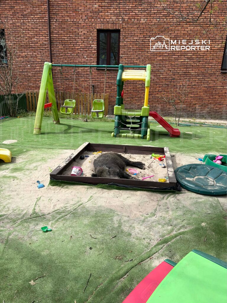 Na placu zabaw leży zwierzę w piaskownicy, w otoczeniu zabawek i huśtawek, a w tle widoczna ceglana ściana budynku.