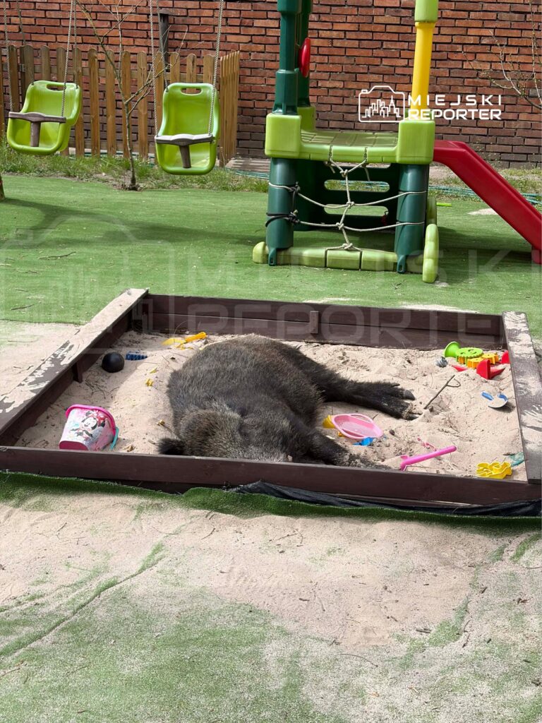 Dzik leży w piaskownicy, otoczony zabawkami, w tle huśtawki i zieleń trawnika.
