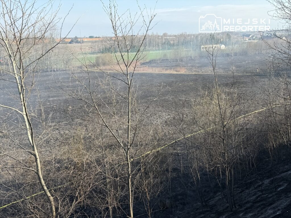 Pola pokryte czarnym popiołem po pożarze, w tle widać zieleń i budynki. W oddali zarysowuje się postać.