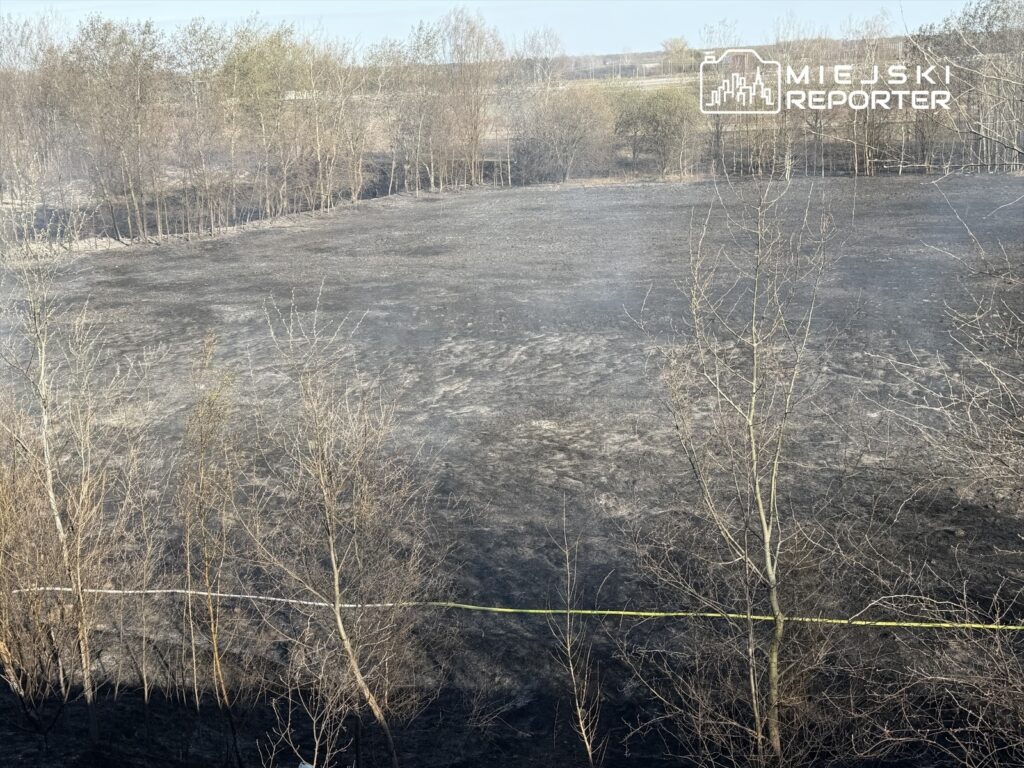 Wypalona trawa na polu z widocznymi popalonymi drzewami w tle, otoczenie zarośnięte krzakami.