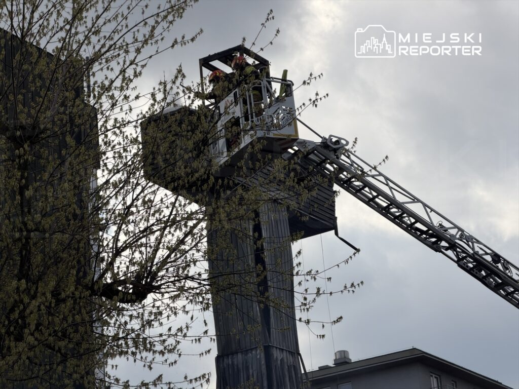Strażacy w podnośniku ratunkowym pracują nad usunięciem gałęzi z wysokiego drzewa obok nowoczesnego budynku.