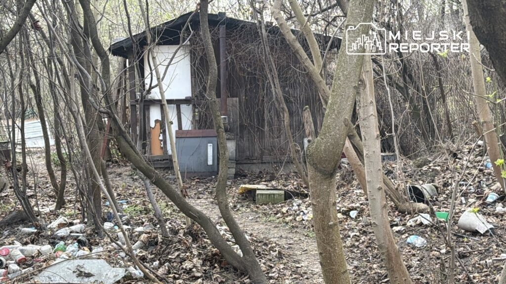 Zniszczona altanka otoczona zaroślami i porzuconymi odpadami w lesie.