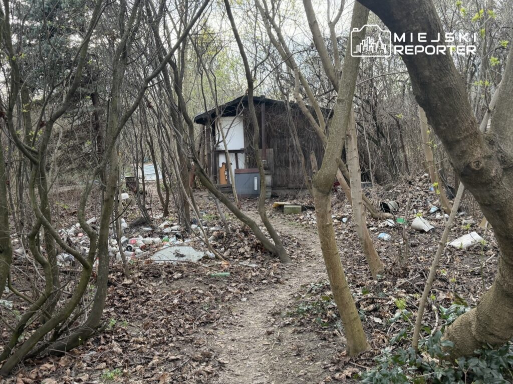 Zarośnięta ścieżka prowadząca do małego, drewnianego budynku otoczonego śmieciami i nagromadzonymi gałęziami.