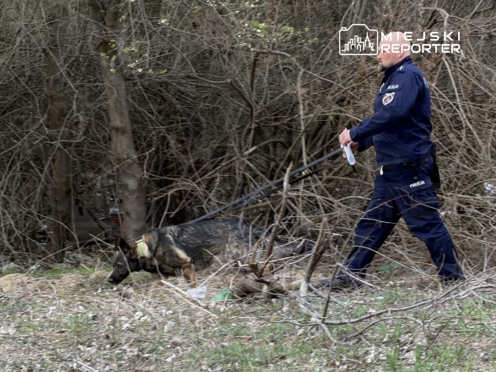 Policjant prowadzi psa służbowego na smyczy przez zarośla w poszukiwaniu śladów.