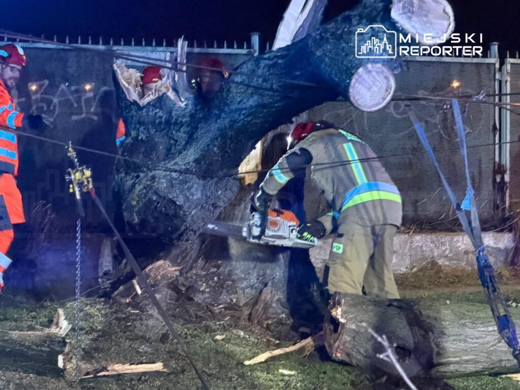 Mężczyzna w odblaskowej odzieży używa piły łańcuchowej do cięcia dużego konaru drzewa w nocy.