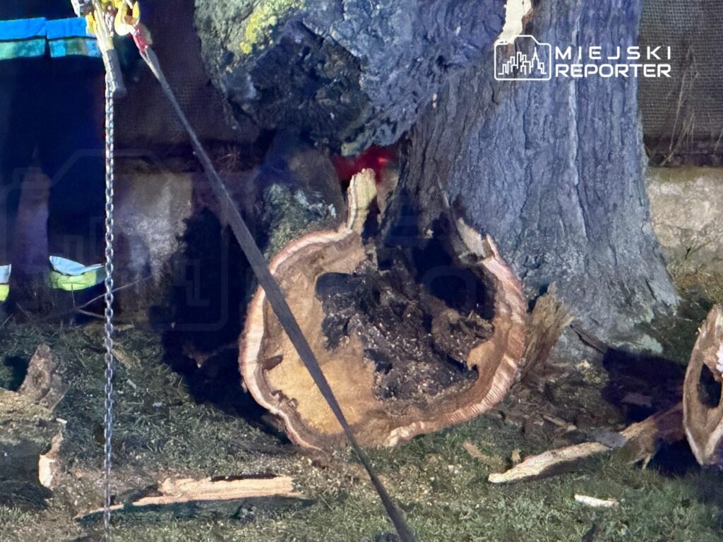 Mężczyzna w mundurze strażackim pracuje przy ściętym pniu drzewa, obok widoczne fragmenty korzeni.