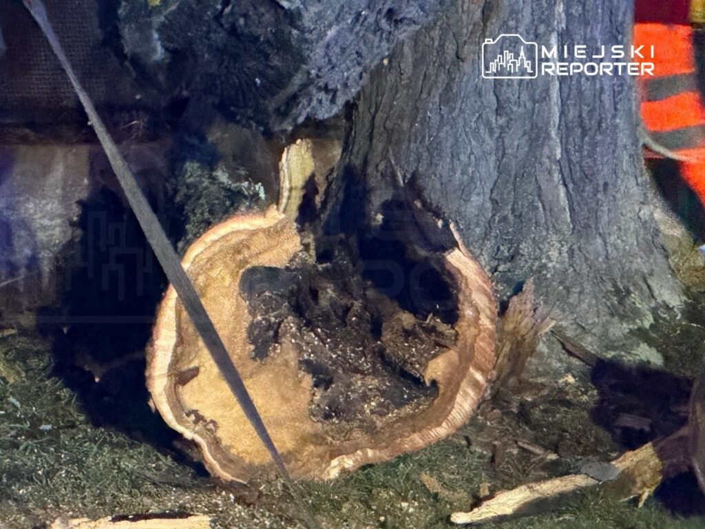 Pocięty pień drzewa leży na ziemi, odsłaniając widoczny przekrój z wyraźnymi słoje.