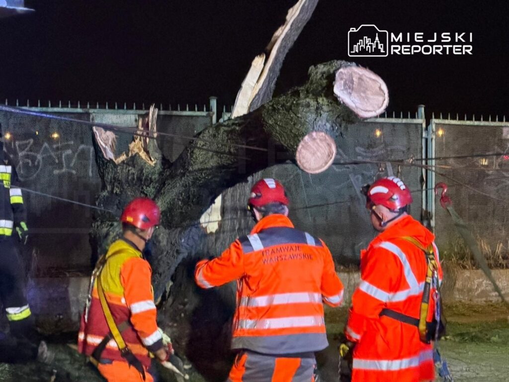 Grupa pracowników w odzieży roboczej i kaskach, zabezpiecza przewrócone drzewo w nocy, przy ogrodzeniu.