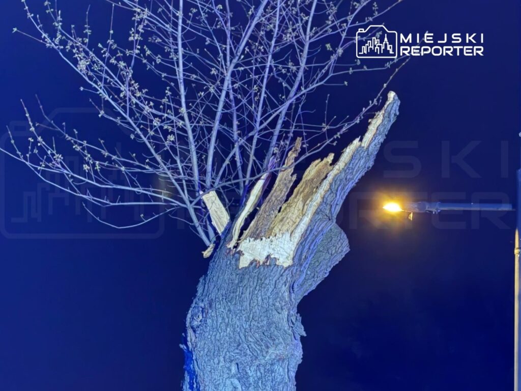 Złamane drzewo z odsłoniętą, nierówną krawędzią pnia, otoczone świecącą latarnią w ciemnej scenerii nocnej.