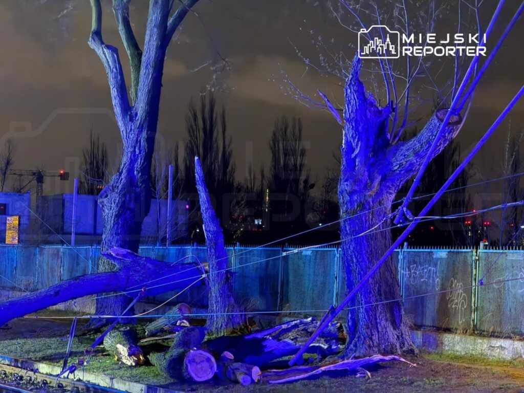 Wysokie drzewa oświetlone niebieskim światłem, z powalonym pniem leżącym na ziemi, w tle ogrodzenie i graffiti.