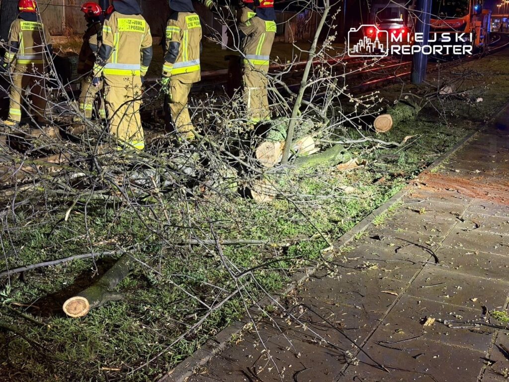 Grupa strażaków w mundurach pracuje nad usunięciem połamanych gałęzi na trawniku, obok torów tramwajowych.