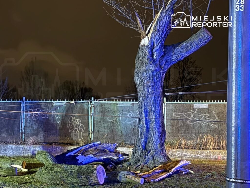 Stary, wycięty pień drzewa leży na ziemi obok ogrodzenia, w tle widoczna szara ściana z graffiti.