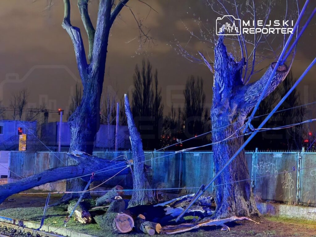 Złamane drzewo leży na ziemi, a jego gałęzie są związane linami, w tle widoczny ogrodzenie i miasto w nocy.