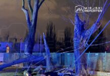 Złamane drzewo leży na ziemi, a jego gałęzie są związane linami, w tle widoczny ogrodzenie i miasto w nocy.