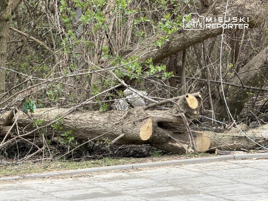 Połamane konary i ścięte pnie drzew leżą na ziemi w zaroślach, otoczone nowymi liśćmi.