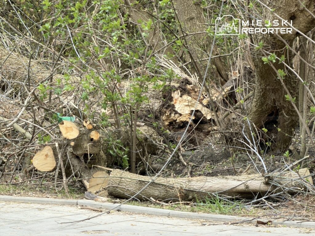 Pnie ściętych drzew leżące w zaroślach, otoczone świeżymi liśćmi i gałęziami w miejskim parku.