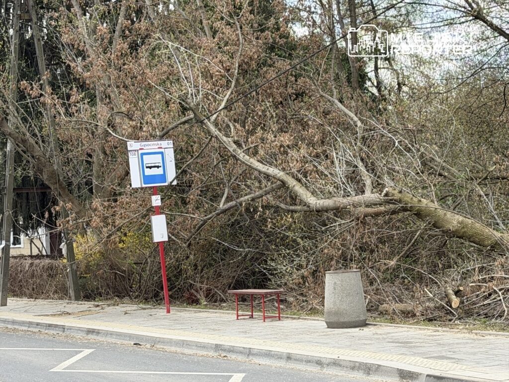 Przystanek autobusowy z tablicą informacyjną, zarośnięty gałęziami i suchymi krzewami, obok ławki i kosza na śmieci.
