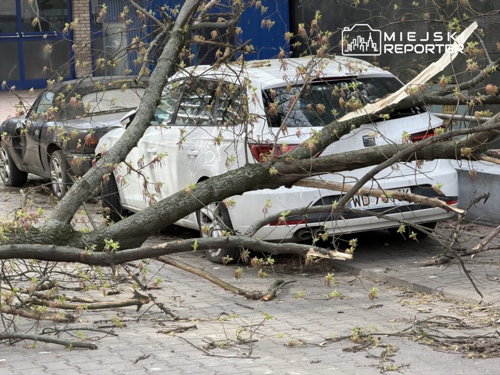 Złamany konar drzewa leży na dwóch zaparkowanych samochodach na chodniku, otoczenie miejskie.