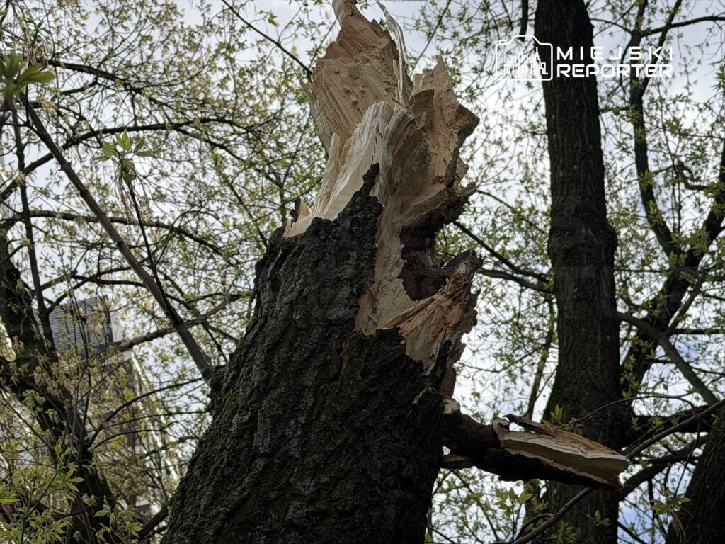Połamany pień drzewa z widocznymi śladami uszkodzenia, otoczony świeżymi liśćmi i innymi drzewami w tle.