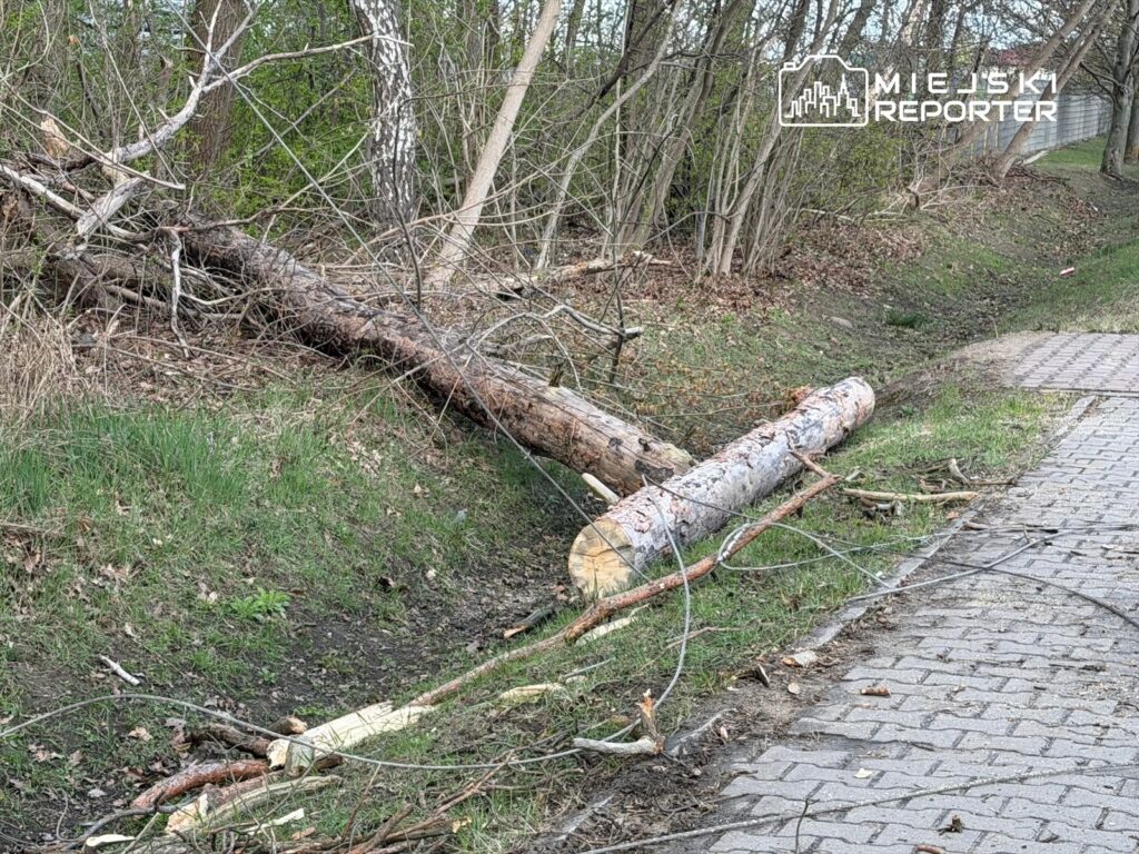 Powalone drzewa leżą na poboczu wśród gałęzi i trawy obok wybrukowanej ścieżki.