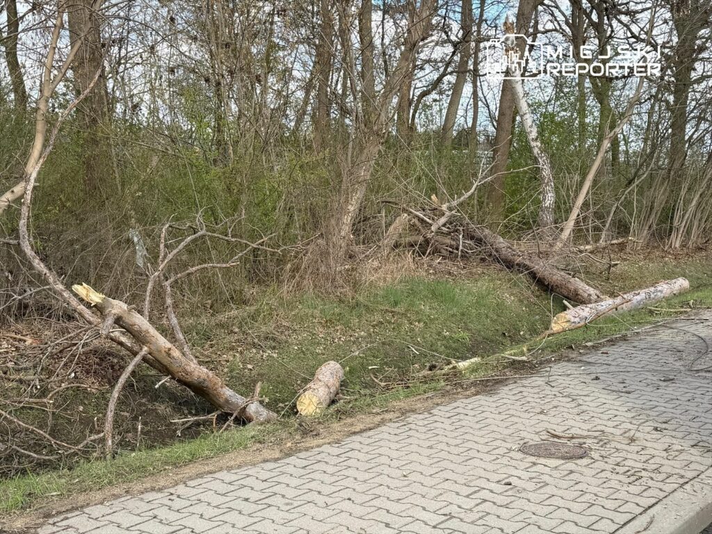 Przewrócone pnie drzew leżące na poboczu drogi, otoczone gęstą roślinnością i nagimi gałęziami.