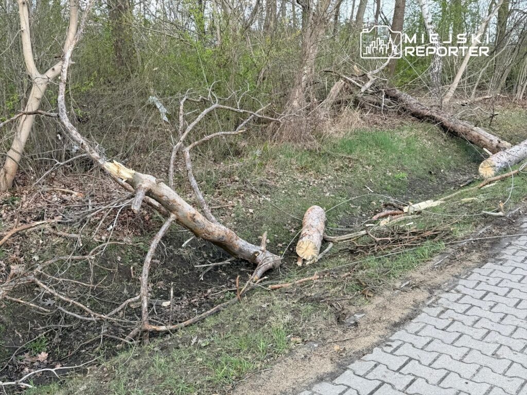 Połamane konary drzew leżą na ziemi w zaroślach obok chodnika, otoczone świeżą zielenią.
