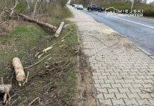 Na chodniku leżą powalone konary i pnie drzew, obok ruchliwa droga z samochodami i oznaczeniem drogowym.