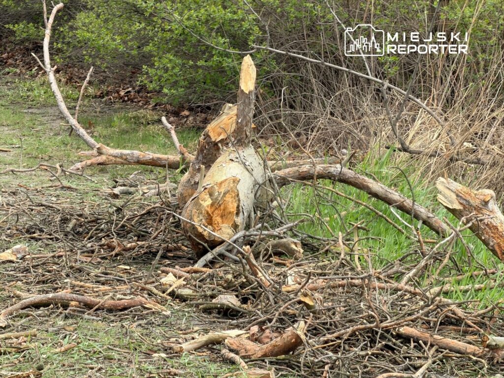 Pnie i gałęzie drzew leżące na ziemi w otoczeniu zielonej trawy i zarośli.