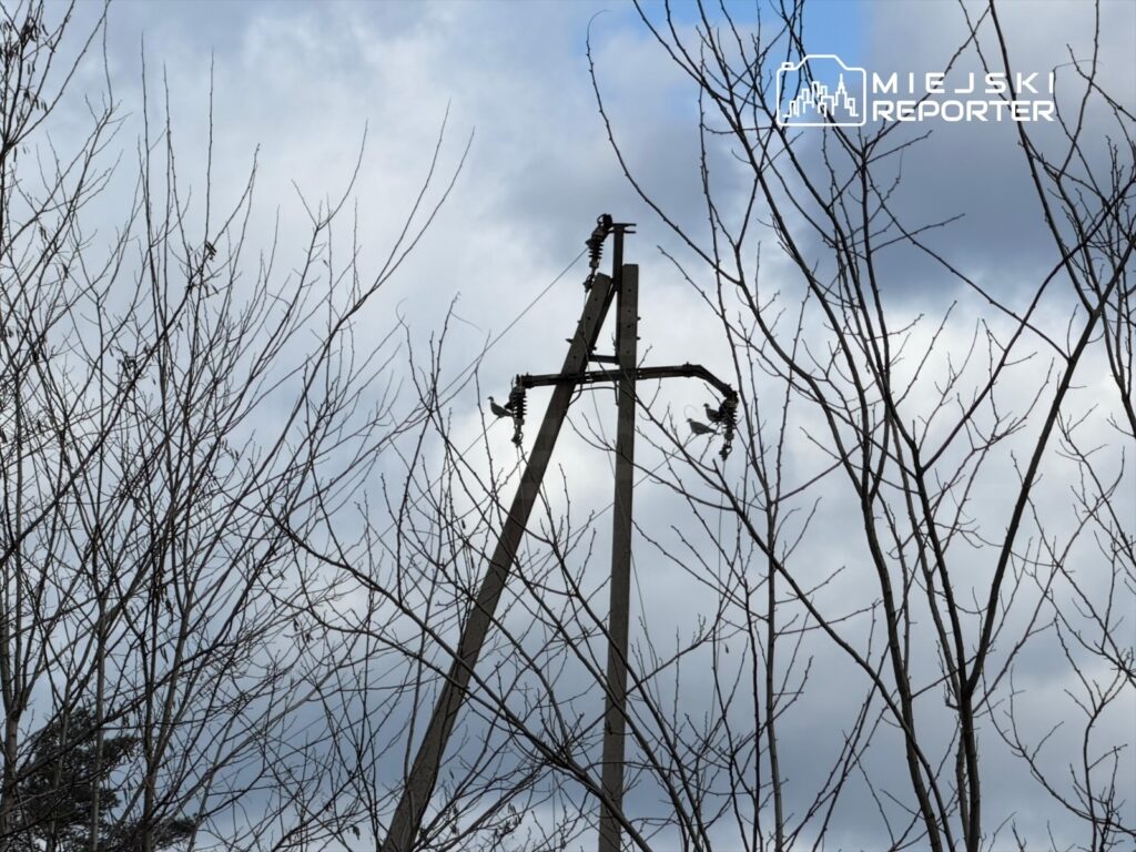 Słup energetyczny z widocznymi przewodami i ptakiem na górze, otoczony gołymi gałęziami drzew pod szarym niebem.