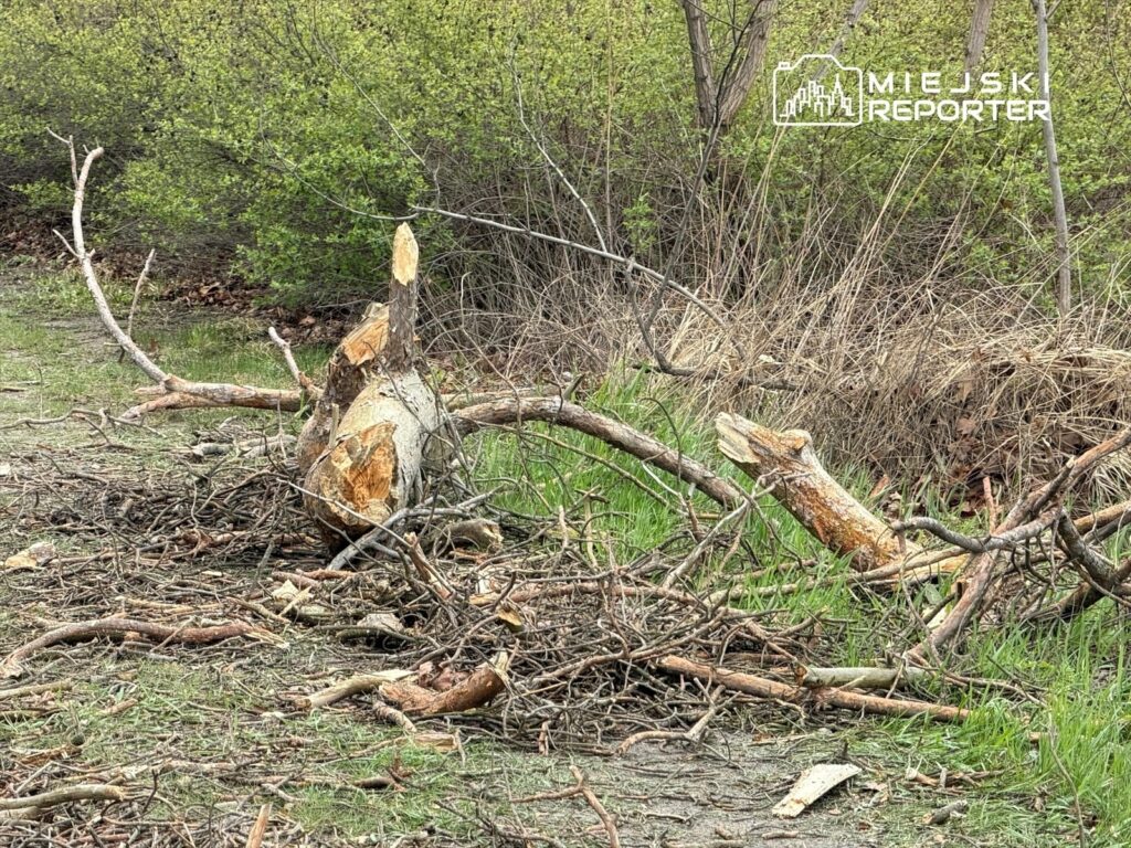 Wysokie kłody i gałęzie leżą na ziemi w zaroślach, obok świeżo ściętego pnia drzewa.