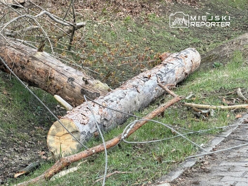 Połamane drzewo leży na trawie, otoczone gałęziami i metalowymi prętami, w tle widoczna kostka brukowa.