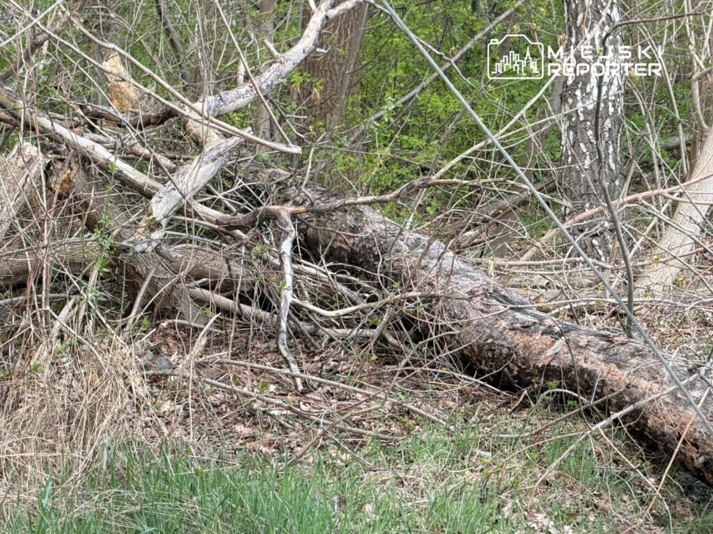 Złamane gałęzie i pnie drzew leżące w zaroślach, otoczone zieloną trawą i młodymi liśćmi.