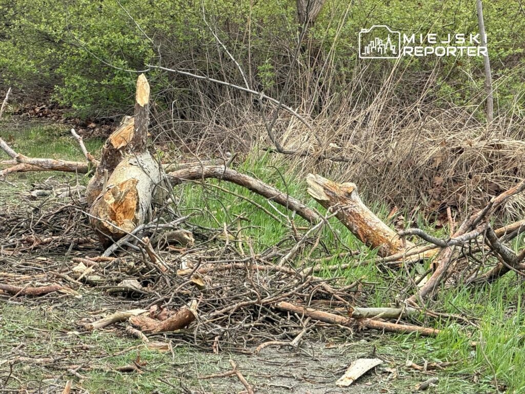 Wycinki drzew i połamane gałęzie leżą na ziemi w zarośniętym terenie, otoczone świeżą zielenią.