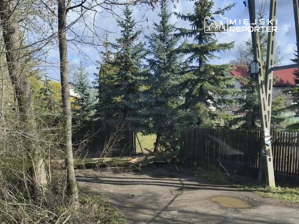 Na drodze leży powalony pień drzewa, otoczony gęstymi iglastymi drzewami i ogrodzeniem. W tle widać domy.