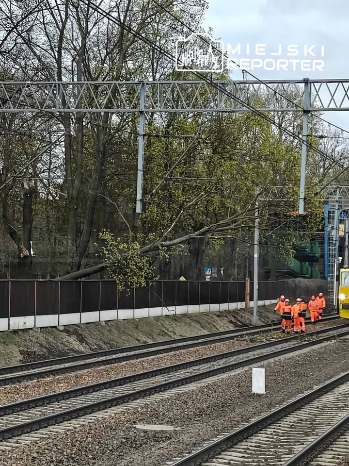 Grupa pracowników w pomarańczowych strojach zabezpiecza torowisko kolejowe po przewróconym drzewie.